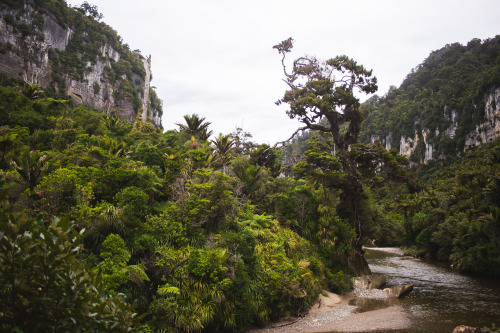 kaitlynefallon:Paparoa National Park