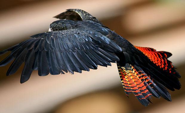 deermary:  Red tailed black cockatoo females (Calyptorhynchus banksii) of Austrailia