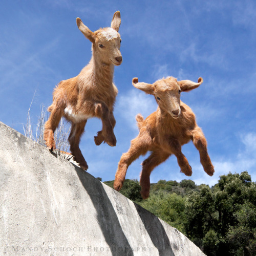 Thelma and Louise are 1-month-old twin goats and they love to jump from high places.Note: No goats w