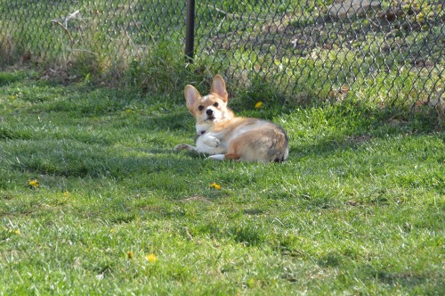 Porn vegasthecorgi:  “Oh… hello.” photos