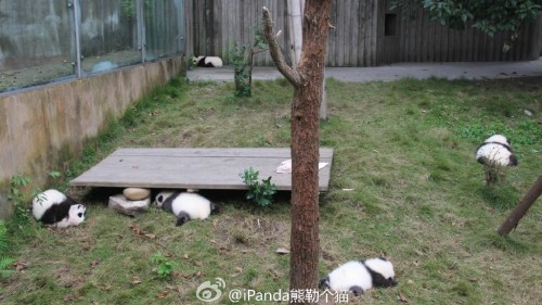 fuckyeahchinesefashion:  baby pandas via iPanda熊勒个猫 