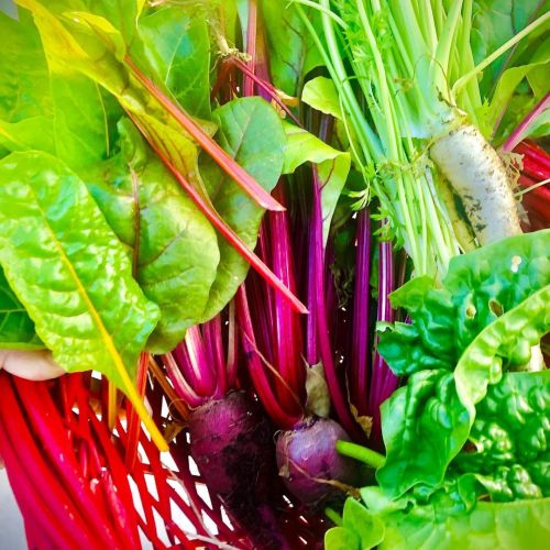 My cottage garden continues to bless us with beautiful veggies&hellip;#urbangarden #cottagegarden #g