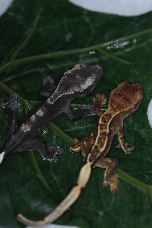 redriyo:Axanthic Crested Geckos finally hatched!We are incredibly proud and pleased to announce that