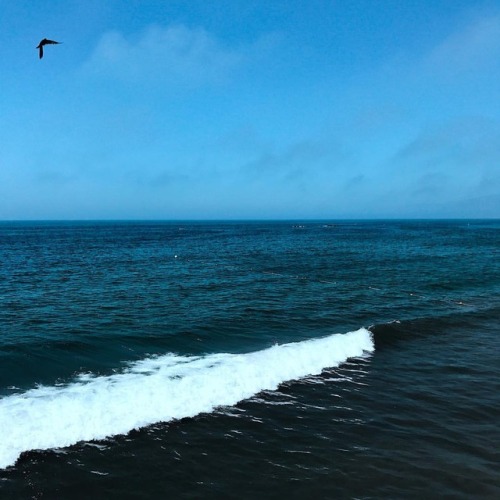 Oceans cum trail . #santamonica #losangeles #saltlife #staysalty #sealife #water_of_our_world #thegl