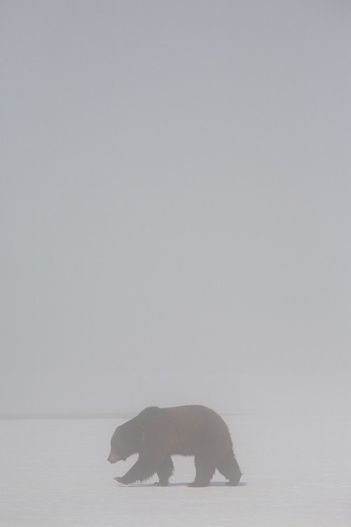 wonderous-world:  Grizzly in the Mist by Nate Zeman
