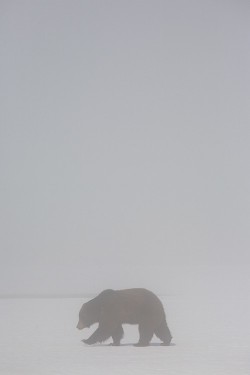 wonderous-world:  Grizzly in the Mist by