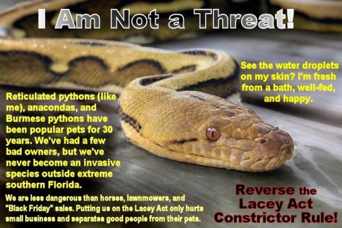 The US Fish and Wildlife Service has stupidly added reticulated pythons and all species of anaconda 