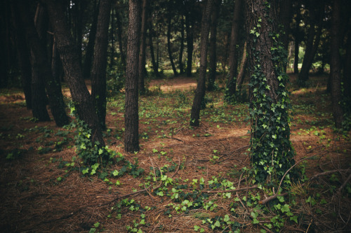 Sex hurleywaves:  elenamorelli:  { oh, trees. pictures