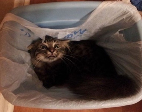 catsbeaversandducks:10 Cats That Woke Up Feeling Like Garbage “Look I just want to be alone for a wh