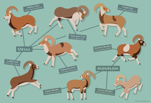 Bovidae (Antelopes, Cattle, and Goat-Antelopes)*couldn’t find a consistent reference for the mouflon