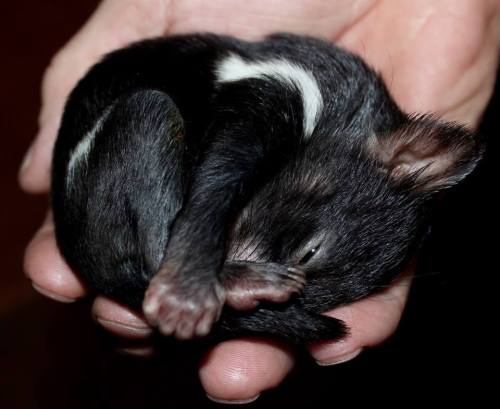 catsbeaversandducks:Tasmanian Devil Babies!There’s porn pictures