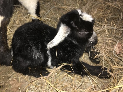 New year,new babies! 4 little ones born New Year’s Eve and New Year’s Day.