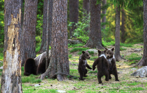 awesome-picz: Teacher Stumbles Upon Baby Bears ‘Dancing’ In Finland Forest, Thinks He&rs