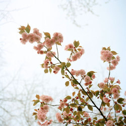 bobbycaputo:  Spring Has Sprung New York City-based photographer Darcy Rogers makes lovely, sweet images of oceans, beaches, spaces and personal objects in square format. She’s also been photographing blossoming branches in spring sunlight. Her series,