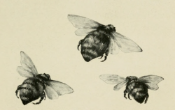 nemfrog: Honey bees. Biggle berry book.