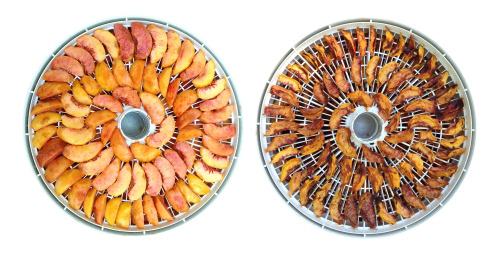 thingsorganizedneatly: SUBMISSION: My first peach harvest in the dehydrator before and after drying.