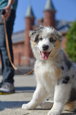 wesleyanphoto:  Meet Moes. Moes is an Australian Shepard puppy who enjoyed hanging out with students at Usdan University Center on Oct. 1.  