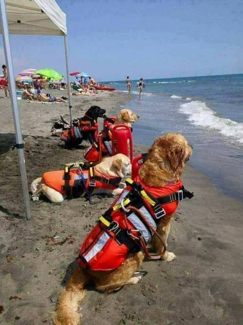 Lifeguard dogs patrol Croatian beaches