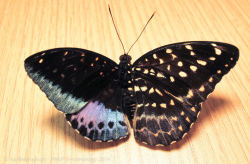 c0smicdraws:  sixpenceee:  The following is a rare half male and half female butterfly. The butterfly was determined to be a Lexias pardalis, and its condition is called bilateral gynandromorphy. Gynandromorphism is most frequently noticed in bird and