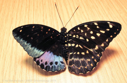 sixpenceee:The following is a rare half male and half female butterfly. The butterfly was determined to be a Lexias pardalis, and its condition is called bilateral gynandromorphy. Gynandromorphism is most frequently noticed in bird and butterfly species