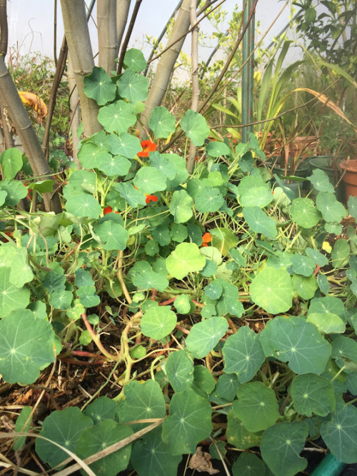 03.24.2018 in the greenhouse with fig trees, nasturtium, lemons, limes, kiwis, rosemary, thyme, leek