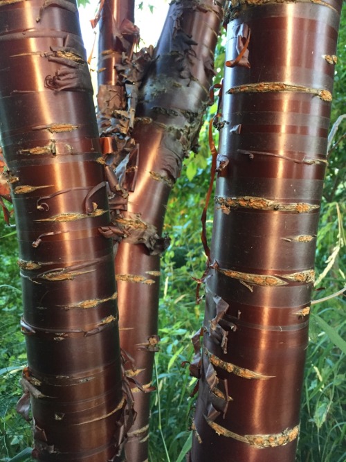 5-and-a-half-acres:  One of my favorite trees due to year round interest. Birch bark cherry or Tibetan cherry.  Prunus serrula.