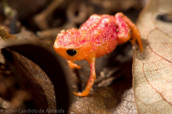 creatures-alive:  Sapinho Brachycephalus pitanga by Almir Cândido de Almeida on Flickr. 