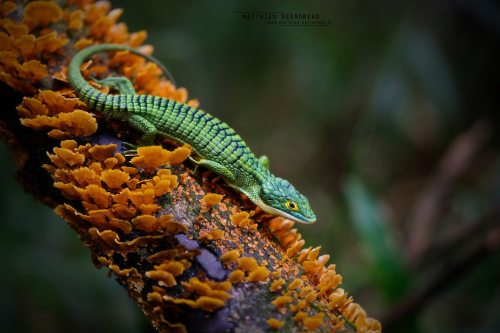 Mexican alligator lizard by Matthieu BerroneauPhoto shared with permission; do not remove credit or 
