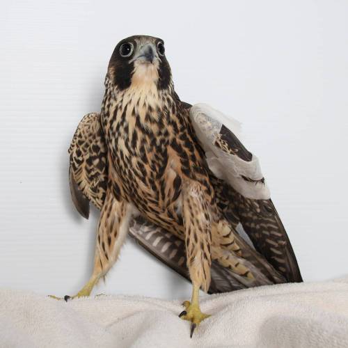fallenfeathersbirdrescue:This Peregrine Falcon, still under rehab, has just had its bandages removed