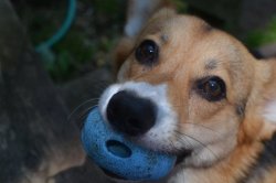 corgiaddict:  iothecorgi:  Io with a ball in his mouth. What else is new?  This is his ball. His ball of happiness. 