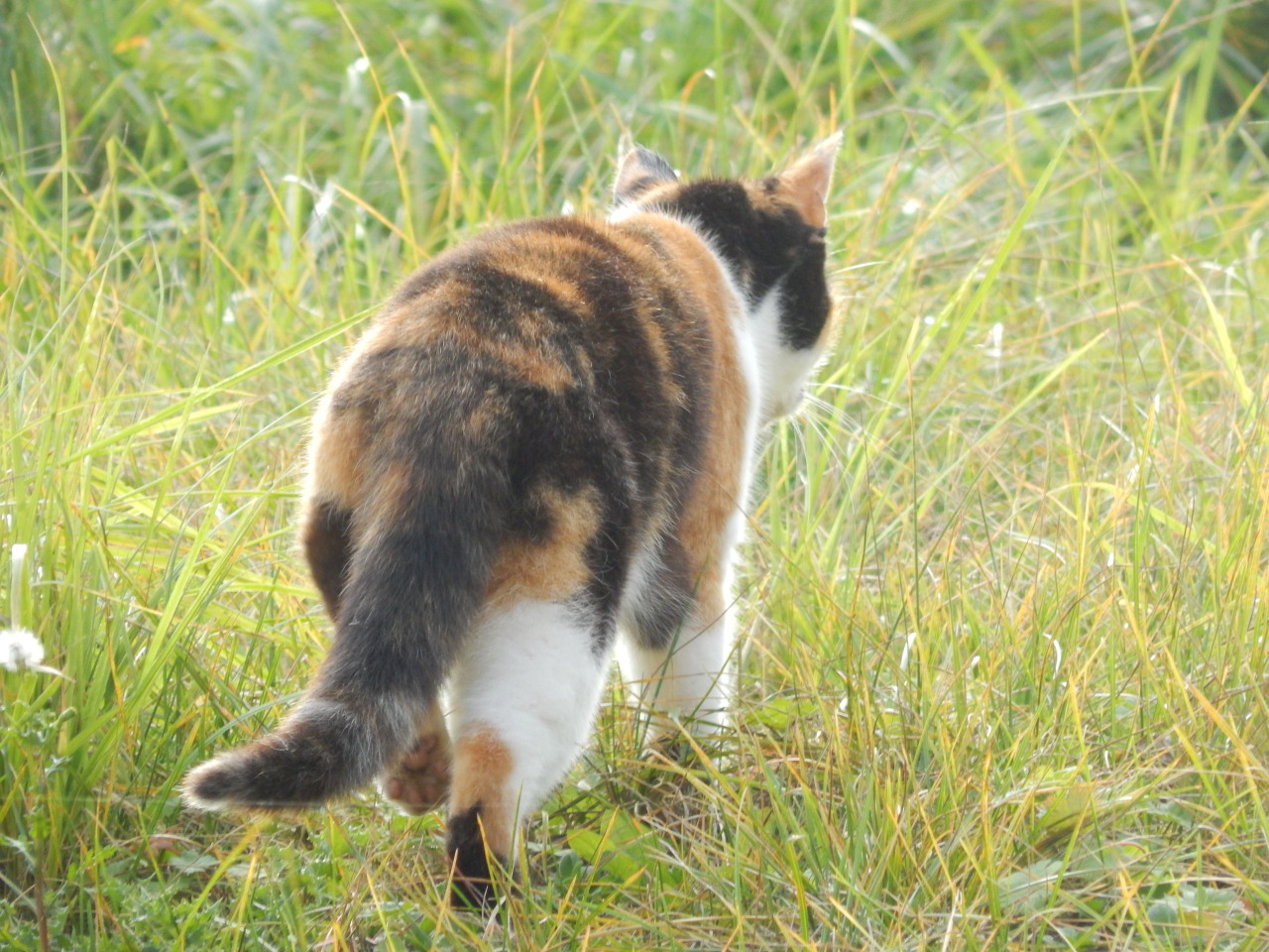 &lt;3 Katzenkumpel :D