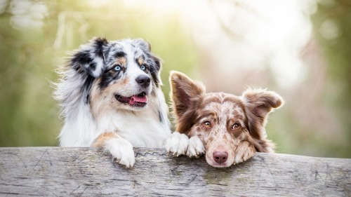 Happy pair of dogs.