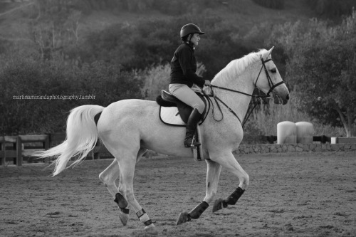 martinamirandaphotography: forward canter, Robert Ridland clinic, the oaks 2013