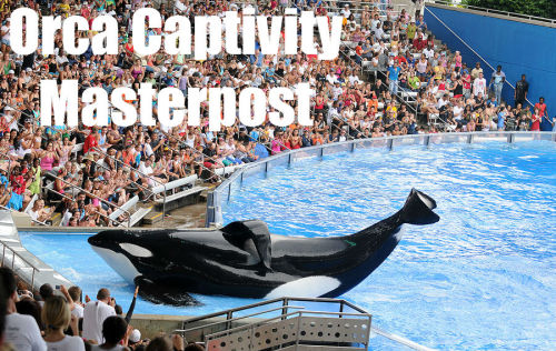 mare-vitae:fightingforwhales:Have you seen Blackfish? Curious about orcas in captivity? Want to know