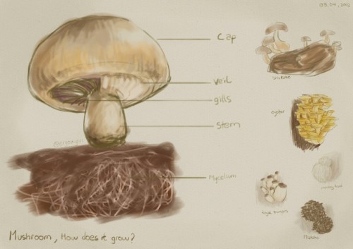 Mushroom | How does it grow?