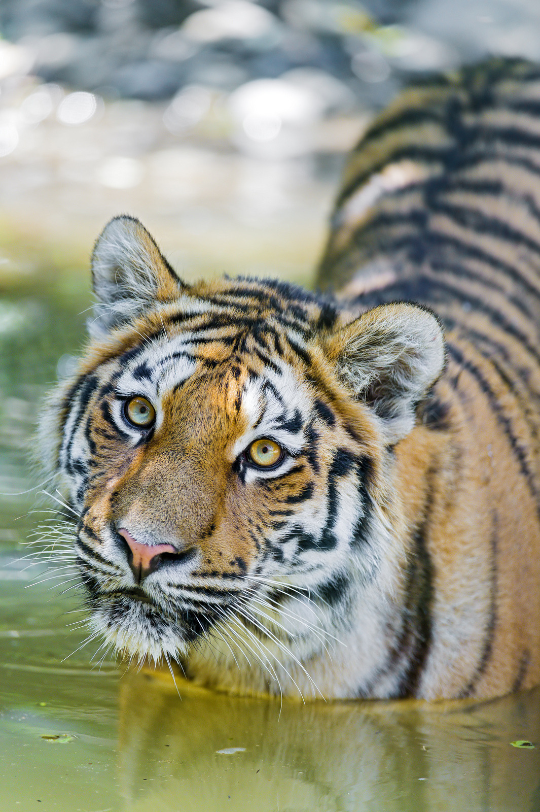 magicalnaturetour:  In the water by Tambako the Jaguar on Flickr.