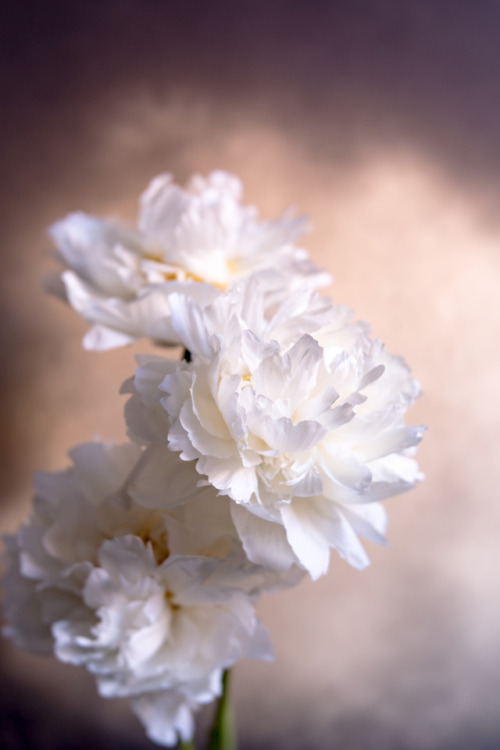 White peonies©Botanic Art