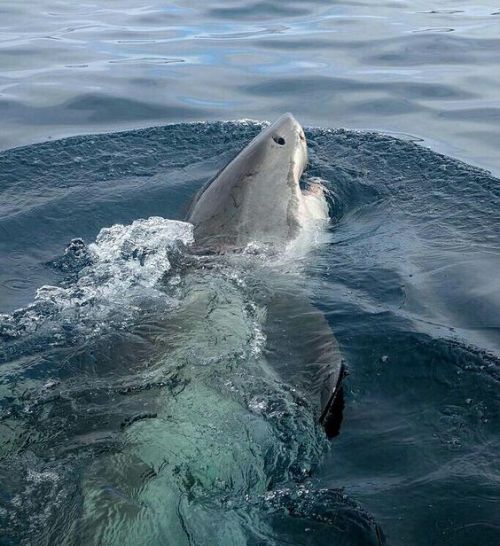 great white shark