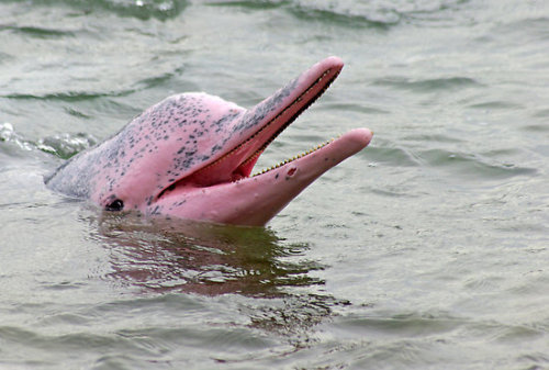 Porn Pics sixpenceee:  The pink river dolphin has lived