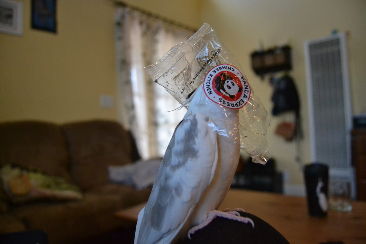 gunterthetiel:  Things I can put on Gunter’s head pt. 21: Fortune cookie wrapper