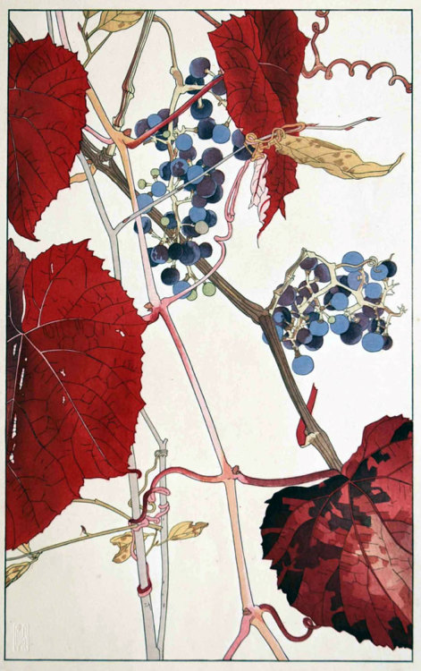 japanese-plants: Mountain Grape by Hisui Sugiura (1876-1965), included in Hisui Hyakkafu (Album