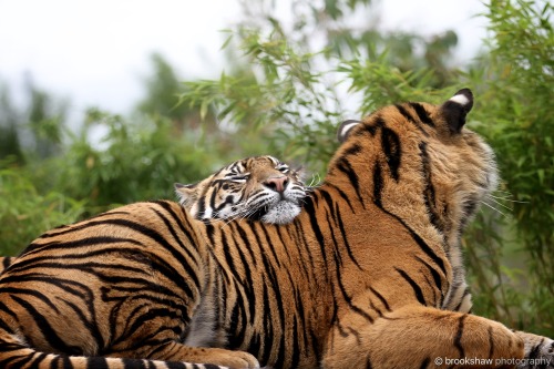 BEST…PILLOW…EVER!Two gorgeous Sumatran Tigers at Chester Zoo…