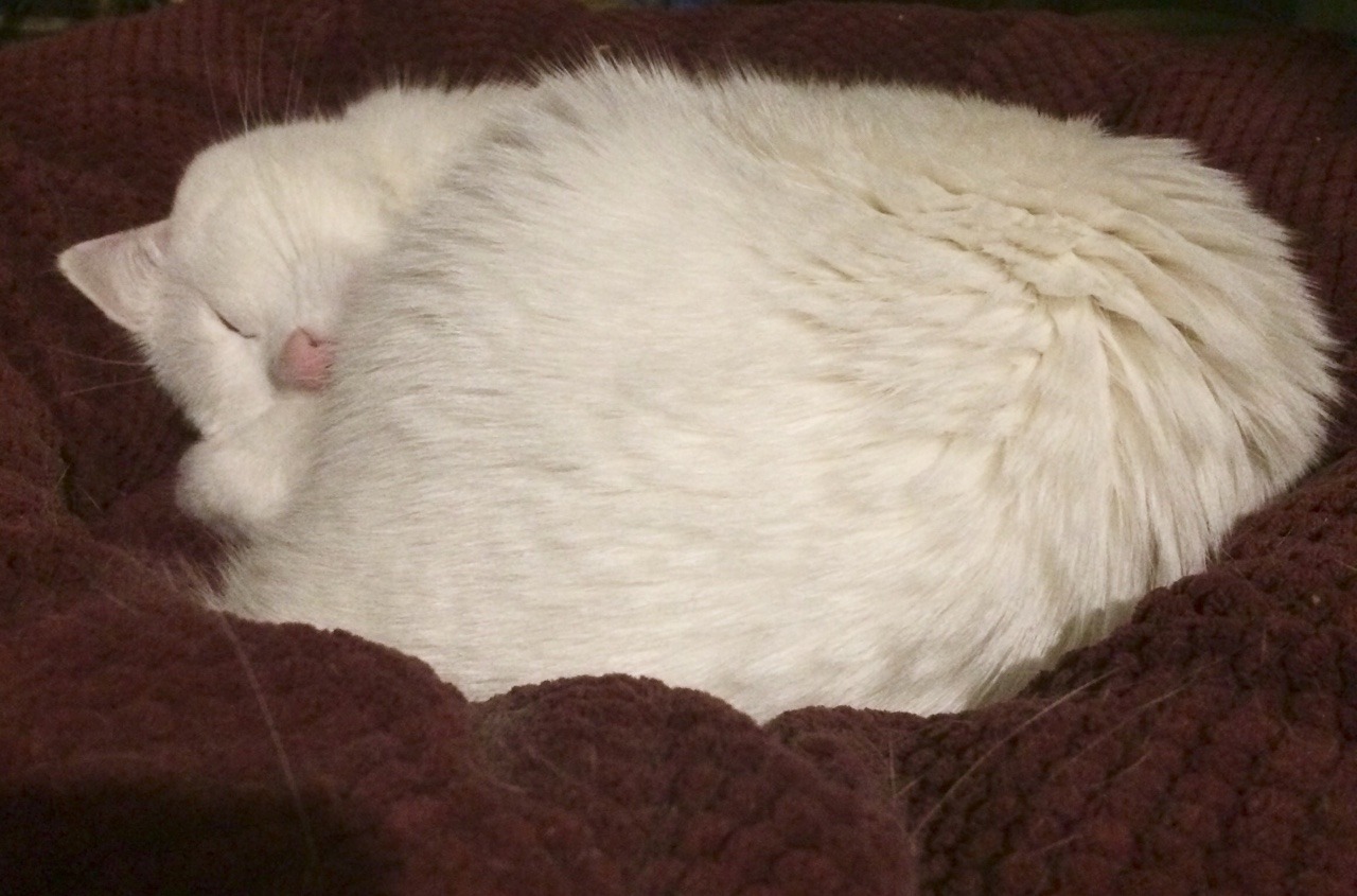 my-dumb-cats:  Pink button:з