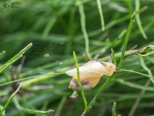 I found a small spiderweb.๐ท๐ธ ๐ ๅฐใใชใฏใขใฎๅทฃใ่ฆใคใใใ ๐ท๐ธ ๐