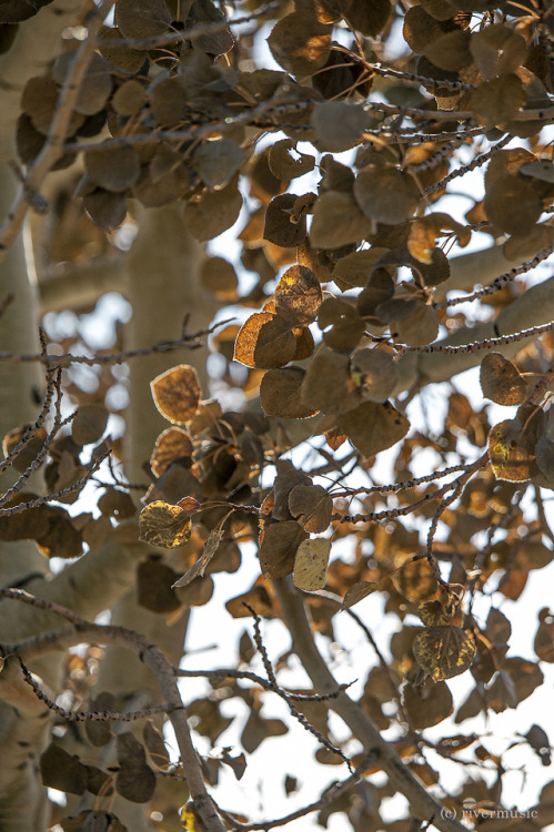 Cold Snap: Many of our high country aspens were nipped by a cold snap in early October before they c