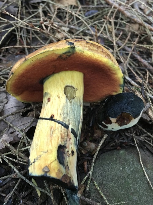 Another Catskills findIs it Boletus subvelutipes?