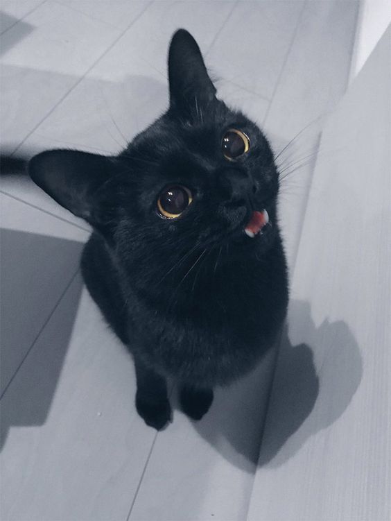 Black Cat Appreciation Post