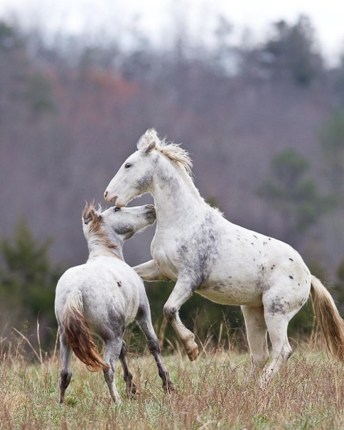 Legendary wild horses of Shannon County, Missouri - roaming for more than 100 years. Lisa L Kee ⁣FB@