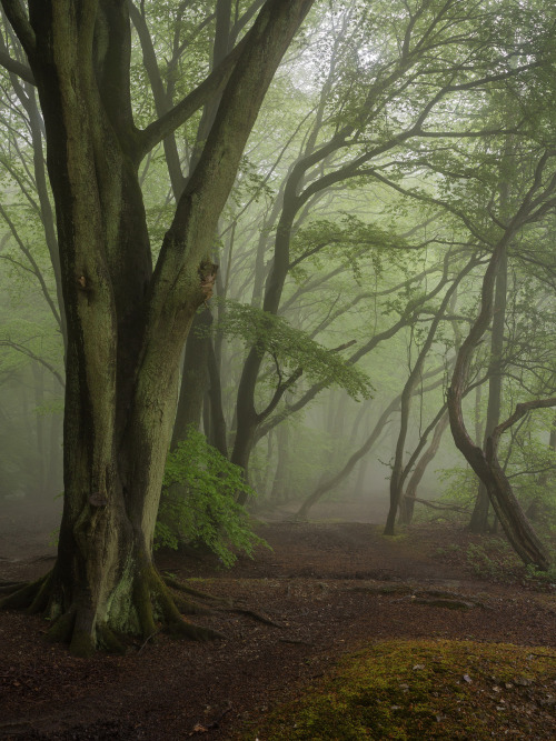 Whispers by Damian Ward Wendover, Buckinghamshire. twitter | 500px | behance | vsco | about.me