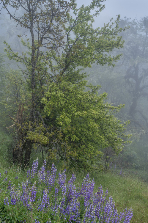 Bald Hills Spring by The Northcoast Photographerwww.northcoastphotographer.net